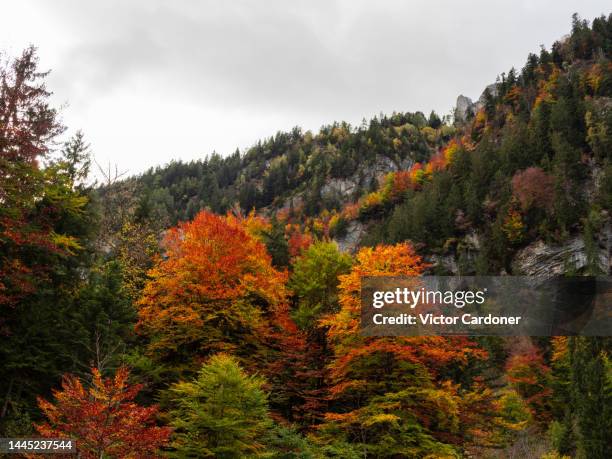 autumn colors - blausee stock-fotos und bilder