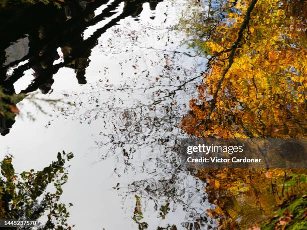 blausee lake - blausee stock-fotos und bilder