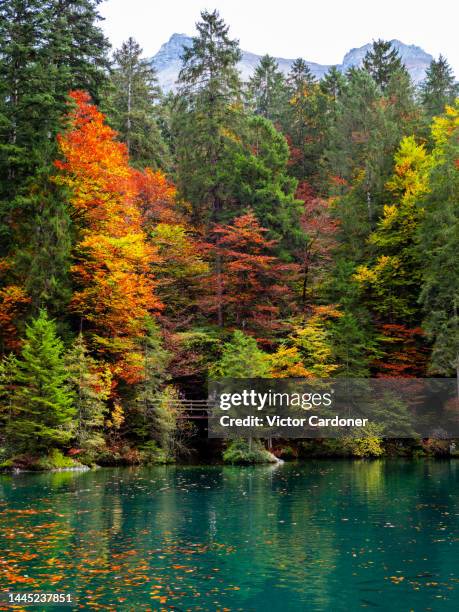 blausee - blausee stock-fotos und bilder