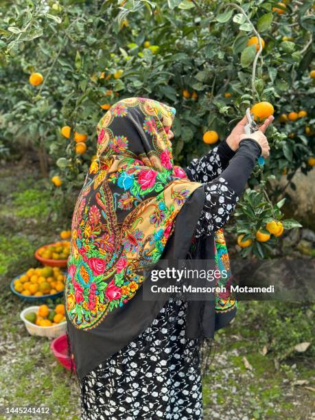 picking tangerines in autumn - cultura iraniana cultura do oriente médio - fotografias e filmes do acervo