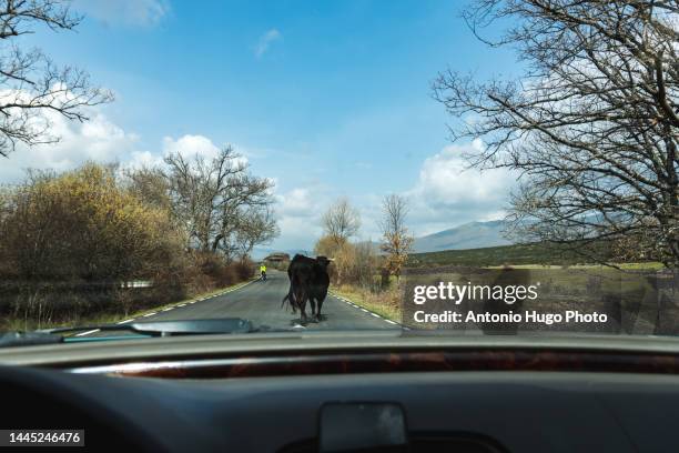 Kow Incar 43 Cow Driving Car Stock Photos, High-Res Pictures, and Images - Getty ...