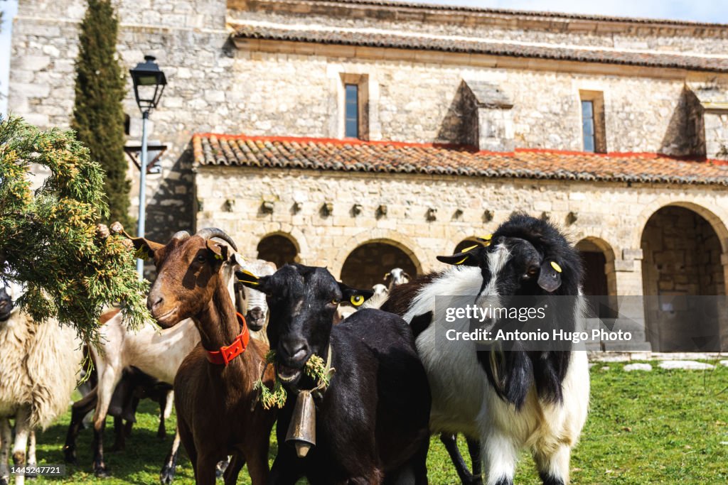 Goats In Rural Photo Of 3 Goats In A Rural Village Tamajon Church In The Background ...