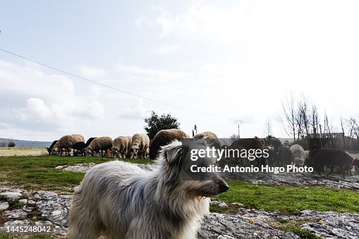 Portrait of a shepherd dog guarding a herd of sheep and goats. Rural tourism concept.