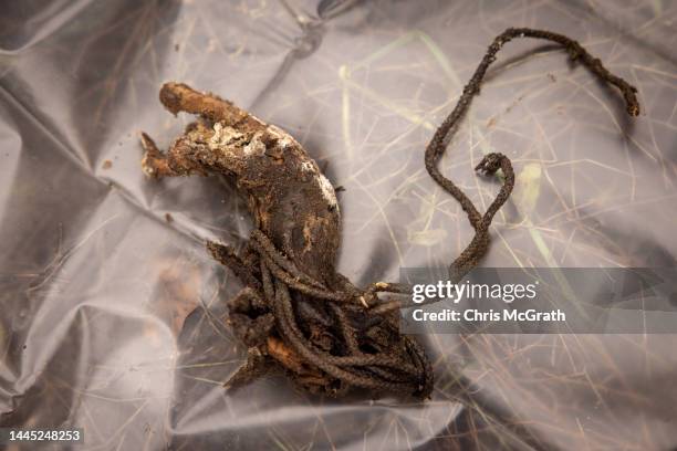 The remains of a victims hand with rope tied around it is seen after being exhumed from a burial site containing the bodies of six civilians that...