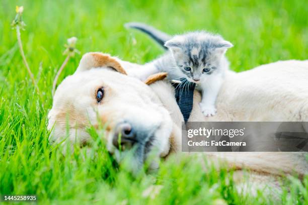 best friends - undomesticated cat stock pictures, royalty-free photos & images