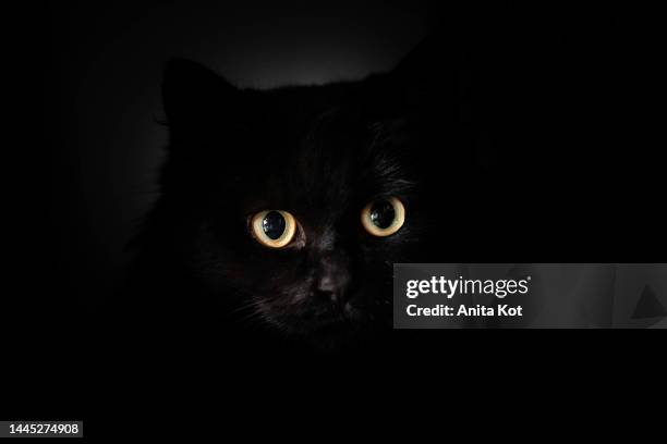 portrait of a black cat - bad luck stock pictures, royalty-free photos & images