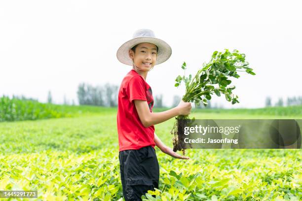 ein chinesischer junge - peanuts field stock-fotos und bilder