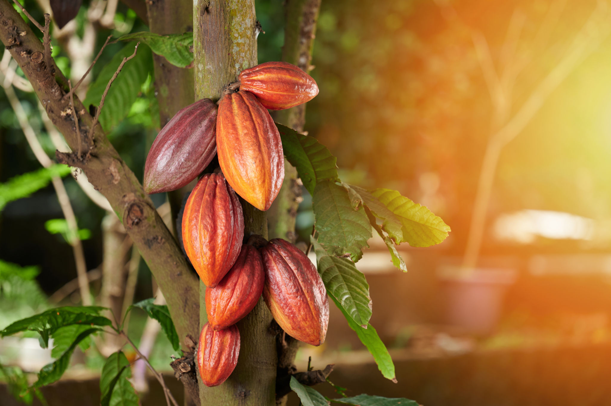 natural cocoa