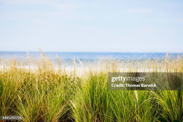 medium shot of sea grass on tropical beach with ocean behind - pradera marina fotografías e imágenes de stock