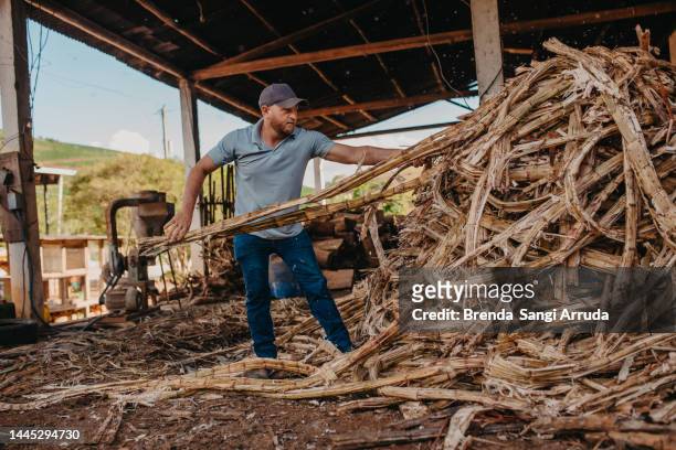 man working on the farm collecting sugarcane bagasse - cana de acucar imagens e fotografias de stock