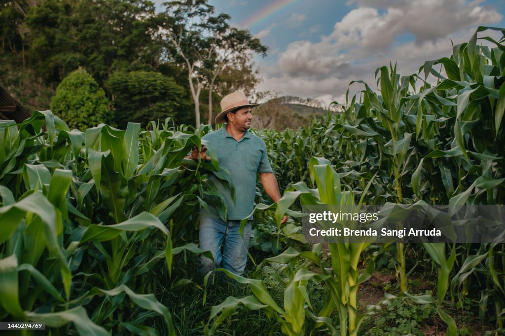 Homem observando o plantio de milho na fazenda