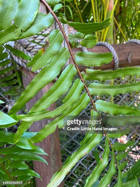 broad leaf fern - orlando background stock pictures, royalty-free photos & images