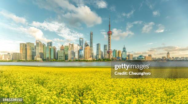 shanghai city skyline in front of rape blossoms - lujiazui stockfoto's en -beelden