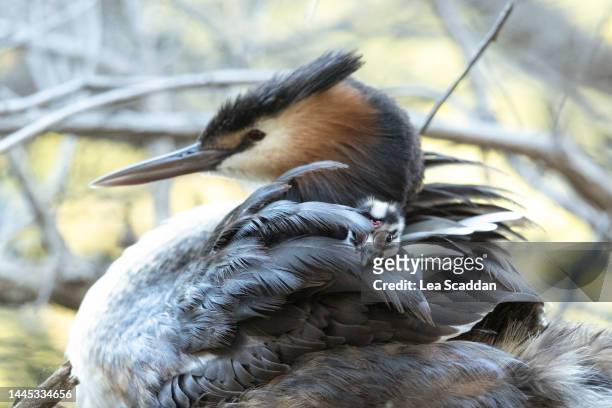 great crested grebe family - animal's crest stock pictures, royalty-free photos & images