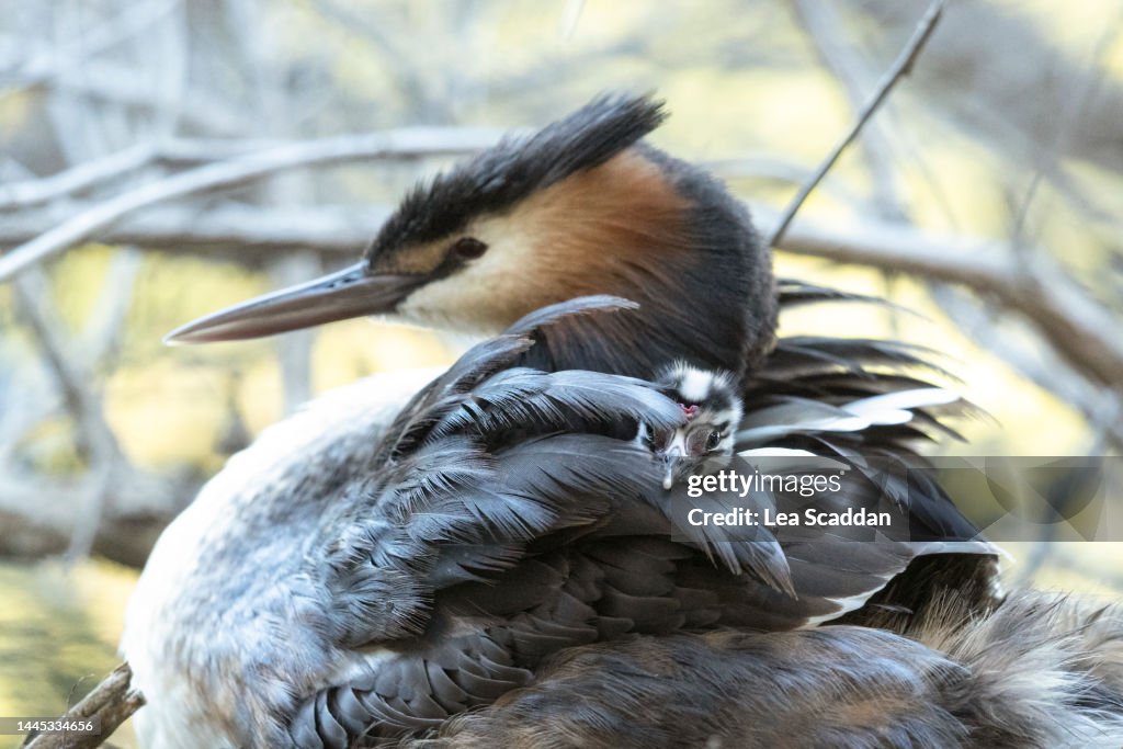 Great Crested Grebe family