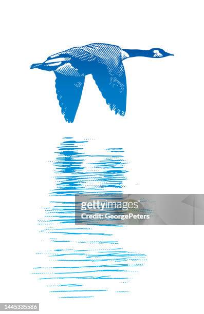 canada goose flying - water surface line stock illustrations
