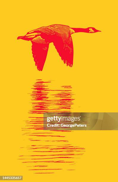 canada goose flying - red feather texture stock illustrations