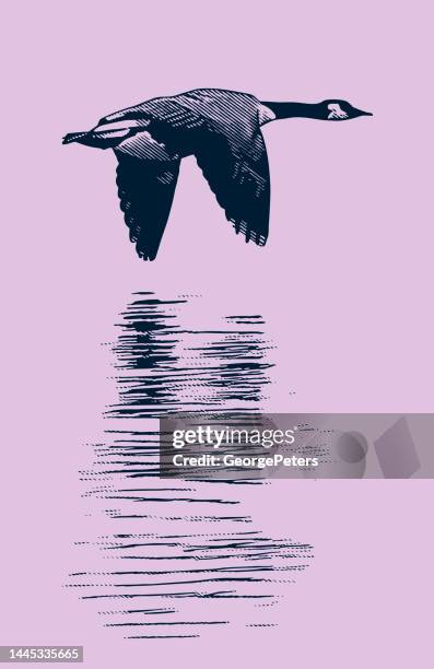 canada goose flying - ink drawing stock illustrations