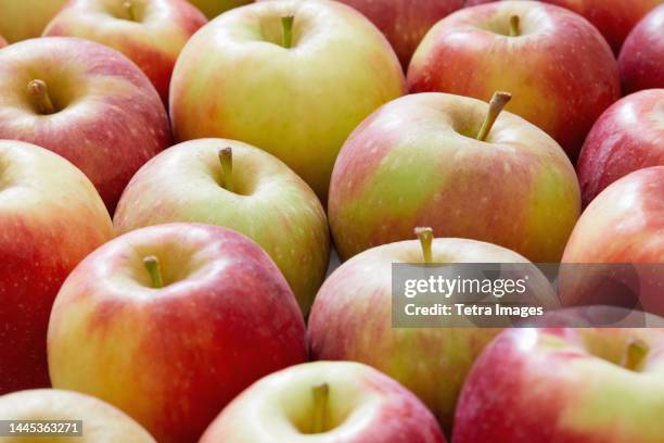 close-up of ripe and colorful apples - princeton new jersey stock pictures, royalty-free photos & images
