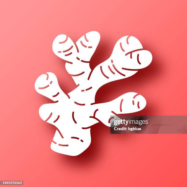 ingwer. symbol auf rotem hintergrund mit schatten - ginger stock-grafiken, -clipart, -cartoons und -symbole