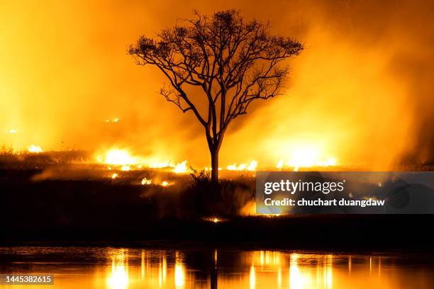 forest fire wildfire at night time with big smoke from climate change - doomsday photos et images de collection