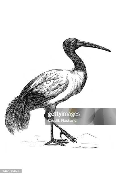 afrikanische heilige ibis (threskiornis aethiopicus) - tropenvogel stock-grafiken, -clipart, -cartoons und -symbole