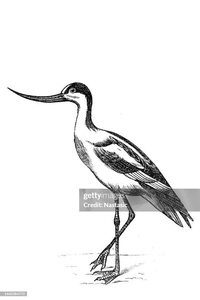 Pied avocet (Recurvirostra avosetta)