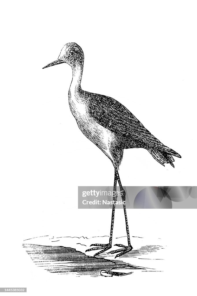 Sandpiper