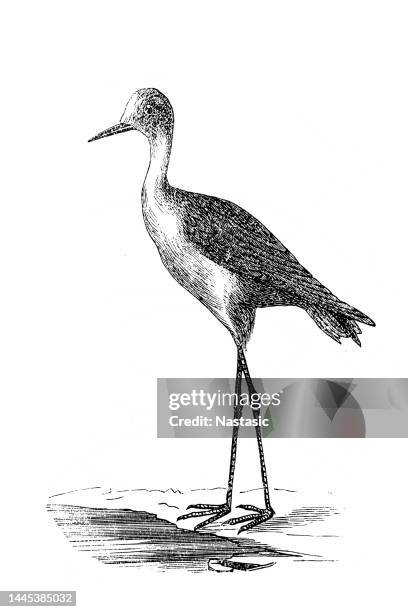 sandpiper - colorado plateau stock illustrations