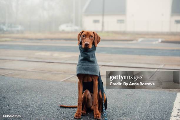 vizsla dog in blue coat - huisdierenkleding stockfoto's en -beelden