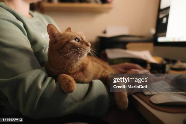 katze liegt auf besitzer, während sie an einem computer arbeitet - person at home office desk stock-fotos und bilder