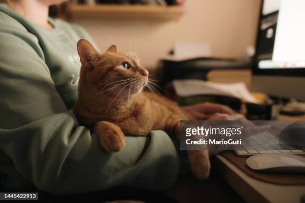 cat lying on owner as she works on a computer - 家畜 個照片及圖片檔
