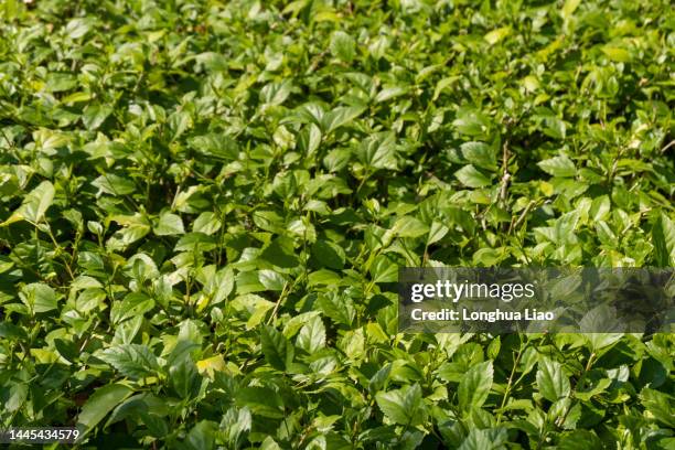 the green leaves - 上海 fotografías e imágenes de stock