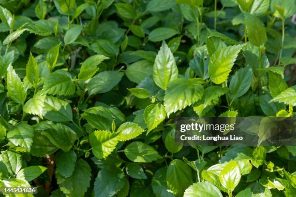 the green leaves - 上海 fotografías e imágenes de stock