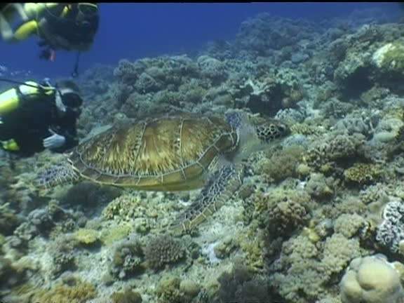 Shell Diver Turtle Turtle Shell Side View Videos and HD Footage - Getty Images