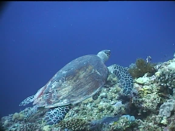 Shell Diver Turtle Turtle Shell Side View Videos and HD Footage - Getty Images
