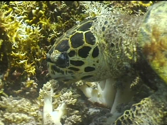Turtle Foraging Turtle Shell Side View Videos and HD Footage - Getty Images