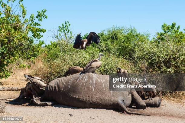 vulture at a elephant carcass, chobe n.park - dead animal stock pictures, royalty-free photos & images