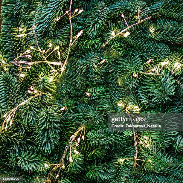 Christmas tree branches with golden lights garland as a background top view. Xmas pattern, Nature New Year concept. christmas tree branches with golden lights