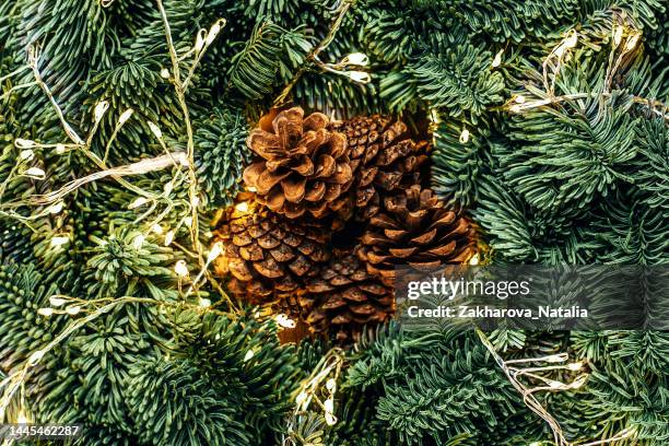 Christmas tree branches with golden lights garland and cone as a background top view. Xmas pattern, Nature New Year concept. christmas tree branches with golden lights