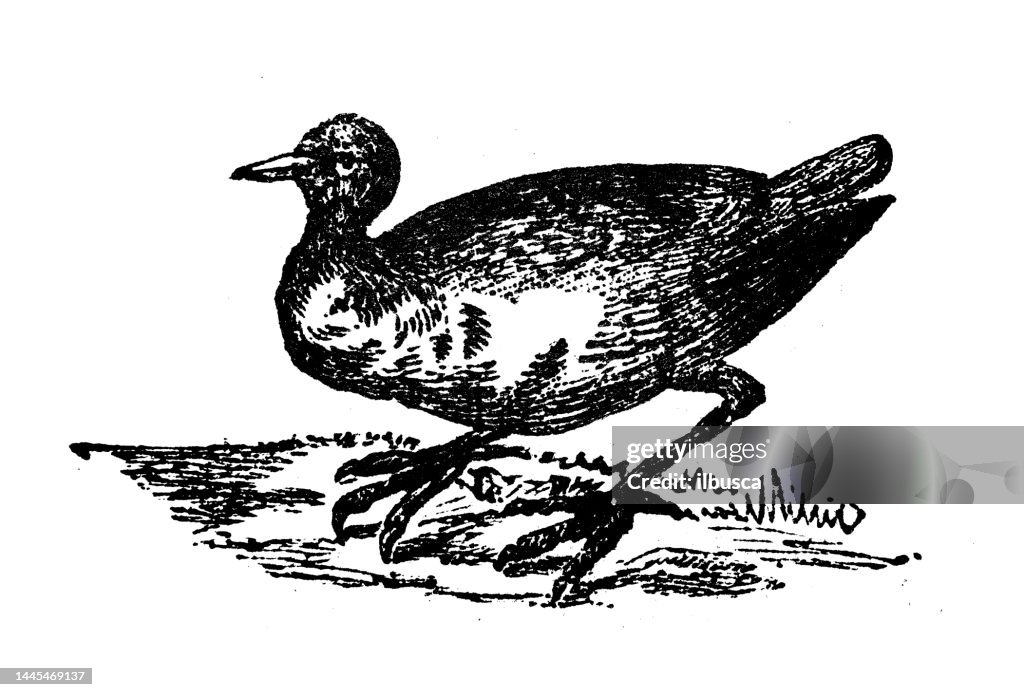 Antique engraving illustration: Coot