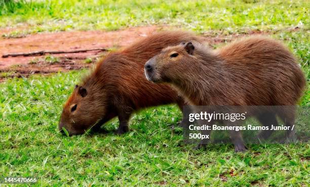 close-up of squirrel on field,federal district,brazil - capybara stock pictures, royalty-free photos & images