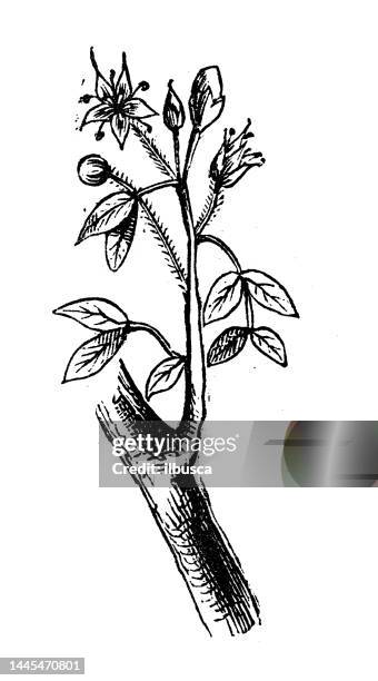 antique engraving illustration: tonka bean - tonka bean stock illustrations