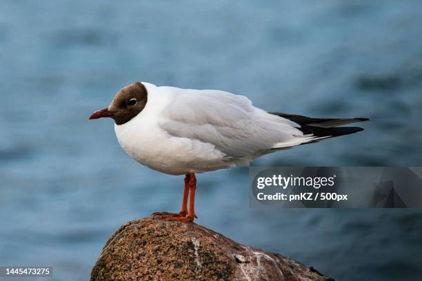 close-up of black perching on rock,nyborg,denmark - black headed gull stock pictures, royalty-free photos & images