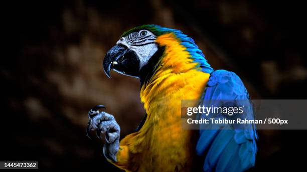 close-up of gold and blue macaw - gold and blue macaw stock pictures, royalty-free photos & images