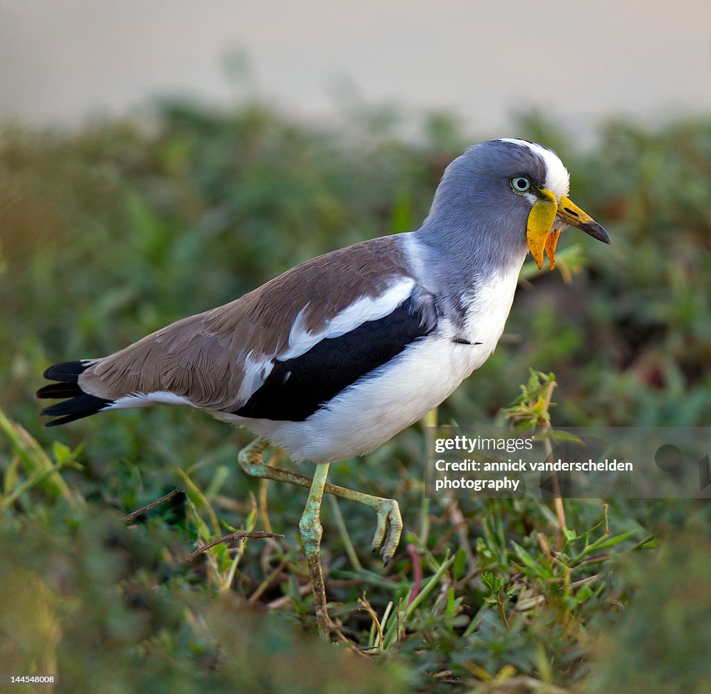 White crowned lapwing
