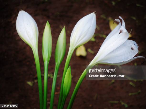 beautiful white bulbs and flower of white lily plant in bloom. lilium candidum. liliaceae family. - madonna lily stock pictures, royalty-free photos & images