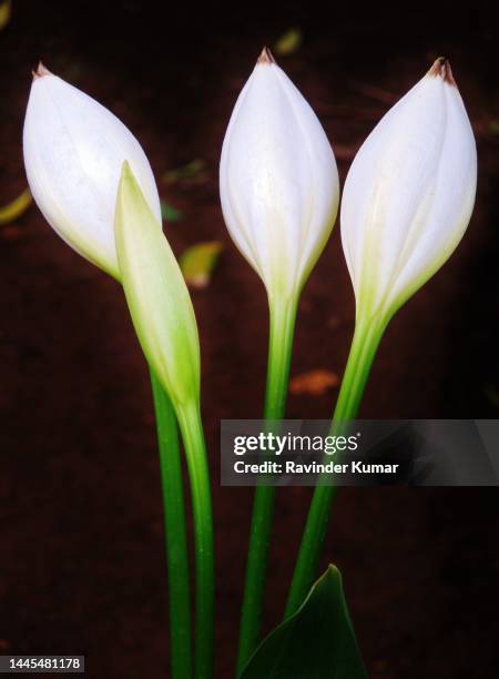 the white, smooth, lined bulbs of  white lily flowering plant ready to bloom. lilium candidum. liliaceae family. - madonna lily stock pictures, royalty-free photos & images