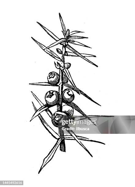 antike stichillustration: wacholder - juniper tree stock-grafiken, -clipart, -cartoons und -symbole