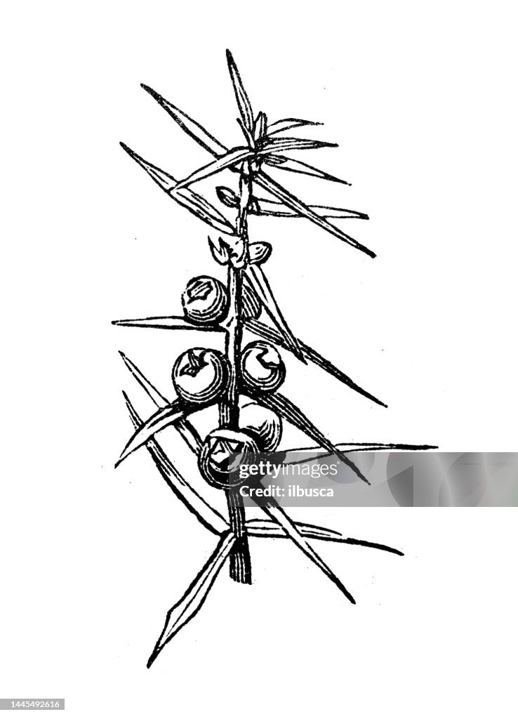 Antique engraving illustration: Juniper